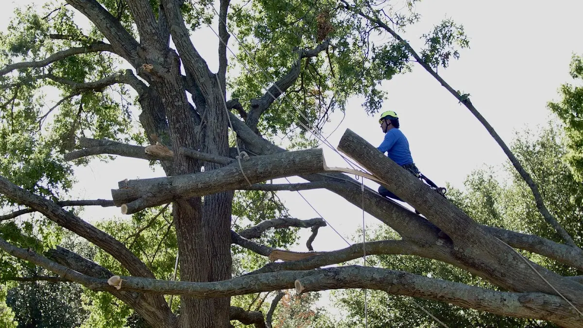 Professional Crown Thinning performed by certified arborists in Mona